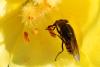 Stomorhina lunata